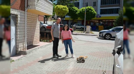 Hasta kedileri tedavi eden Bozyk Belediyesi'ne hayvanseverden teekkr
