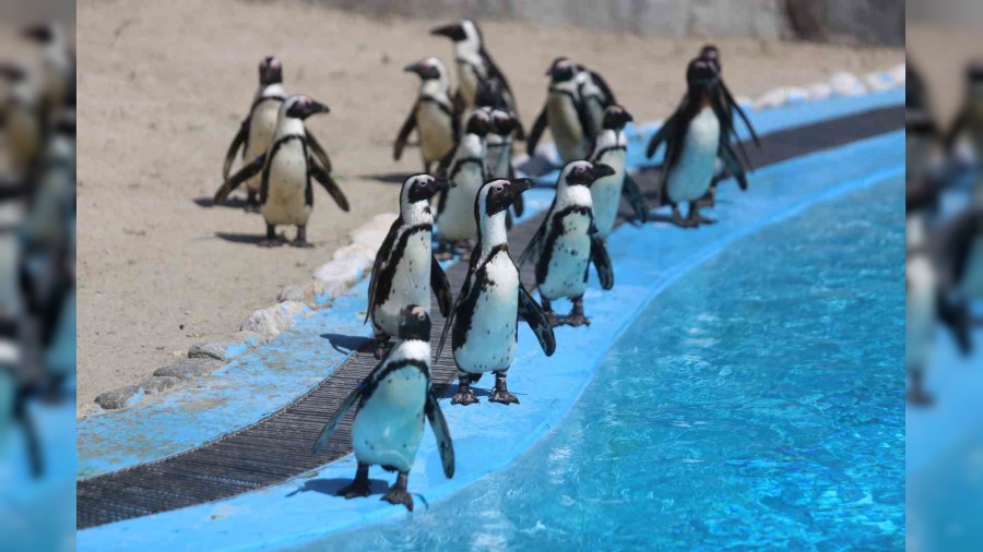 Bursa Hayvanat Bahesi'nde penguen ailesine 2 yeni ye