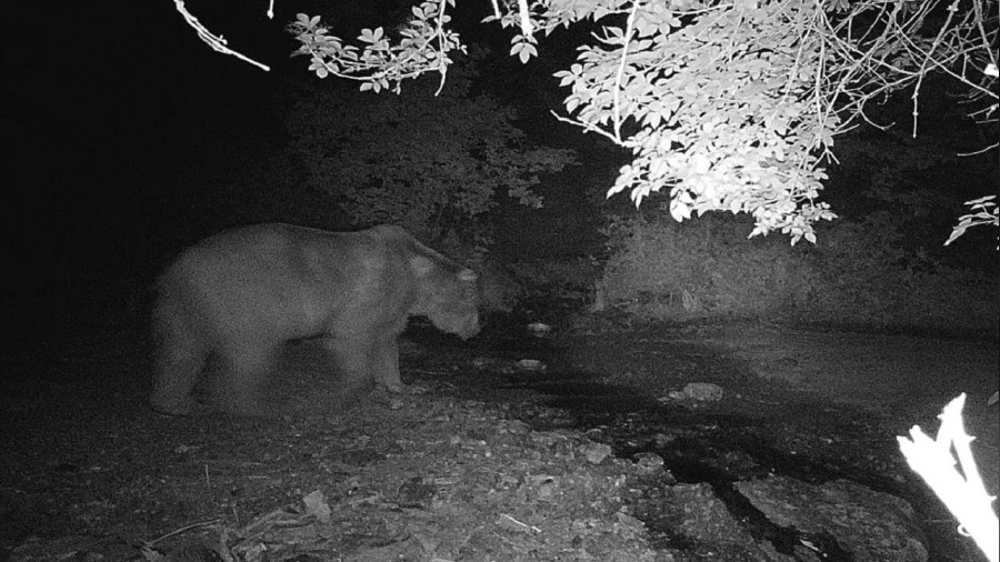 Bilecik'te fotokapana yakalanan ay ve domuzun grnts glmsetti